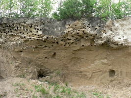 Ласточкины норки. Там таких много.