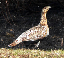 Настороженная глухарка