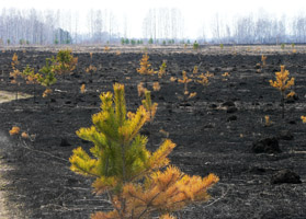 Черная, обгорелая земля...