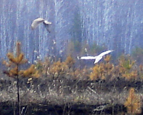 Лунь с напарником